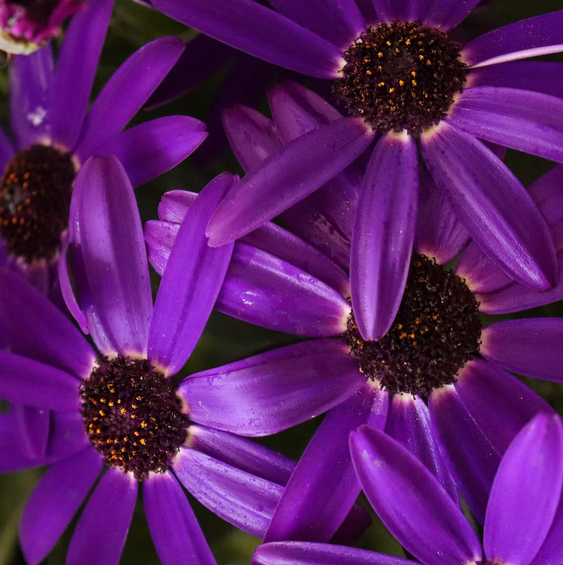 Choosing the Best Shaving Soap Ingredients, Scents, and Tips for Sens