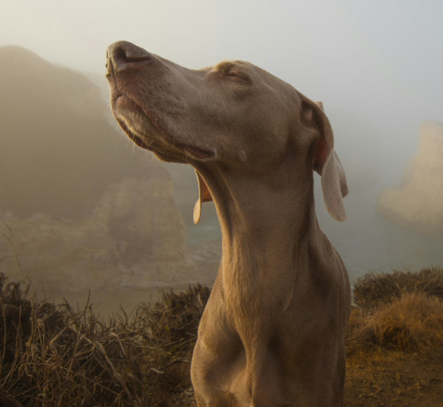 dog smelling - mens fragrance and Parfum Extrait for shaving